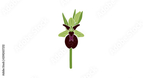 Photos A single Ophrys insect orchid flower isolated on a white background