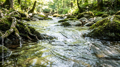 A clear, flowing stream winds through a lush, green forest with moss-covered rocks and exposed tree roots