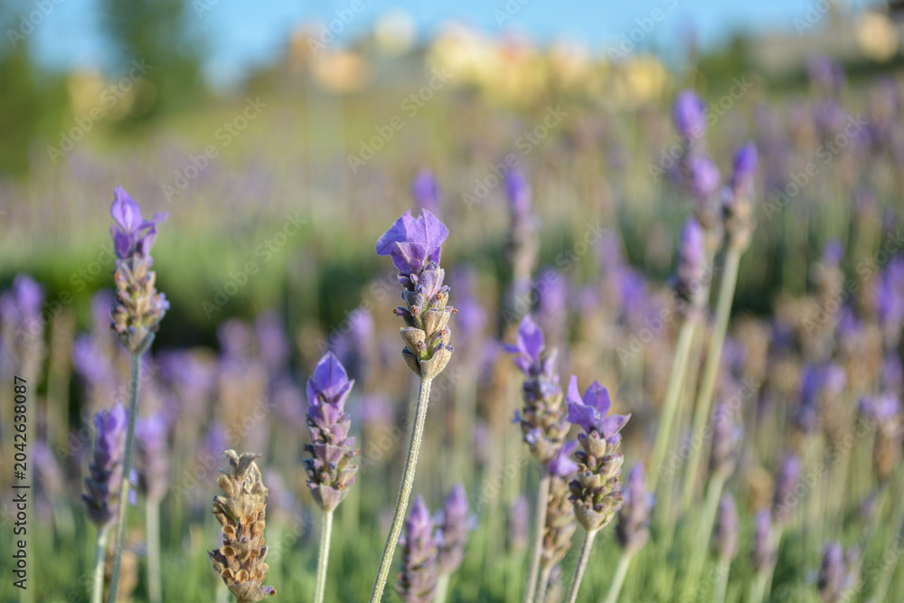 Obraz premium Lavender flowers swaying in soft natural light