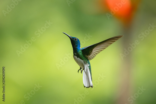 Hummingbird hovering in flight with green background