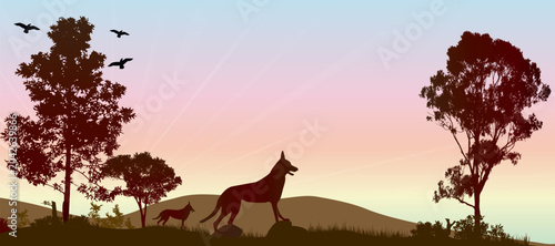 Konstfotografi Dingo silhouette at sunrise over rolling hills with tree in outback Australia