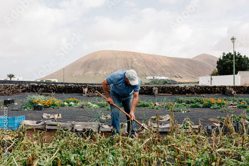 An elderly man working the soil with a plow to harvest potatoes
