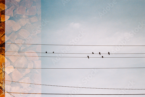 Accidental overlapping film frames wood stack and birds on wire