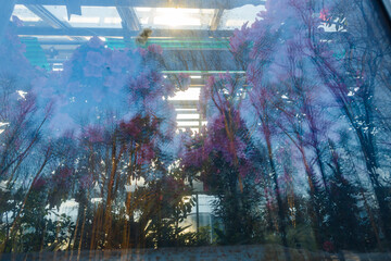 Flowers greenhouse plants