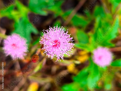 Photos Close-up of a pink mimosa pudica flower blooming in the wild