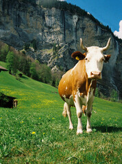 Film Photo of a Brown and White Cow in Lauterbrunnen Valley
