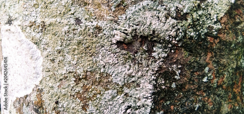Tableau sur toile Close-up texture of tree bark featuring a distinctive white fungal patch contras
