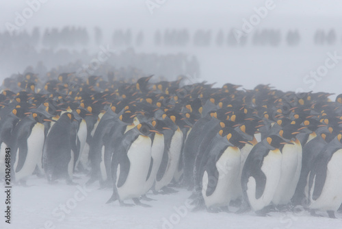Fényképezés King Penguins in snowstorm on 
South Georgia Island
