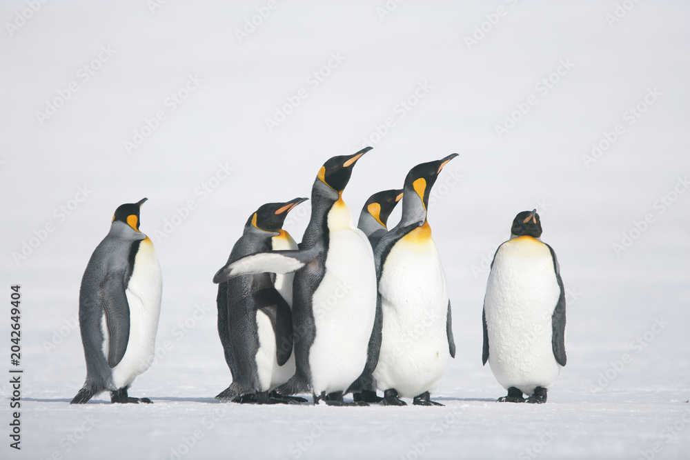 Fototapeta premium King Penguins on South Georgia Island