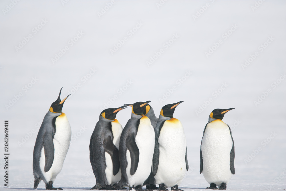 Obraz premium King Penguins on South Georgia Island