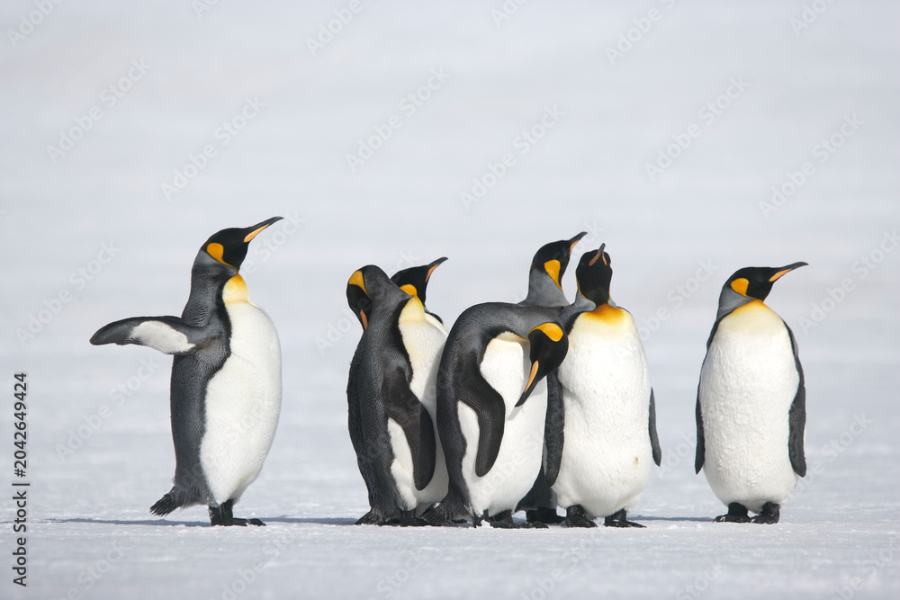 Obraz premium enguins on South Georgia Island