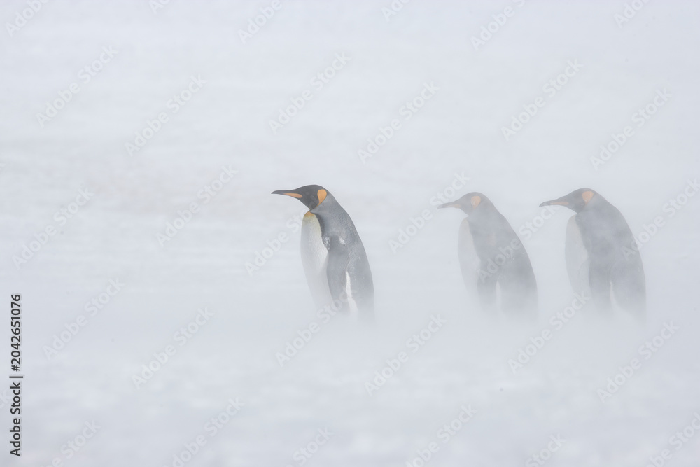 Fototapeta premium King Penguins in snowstorm on South Georgia Island