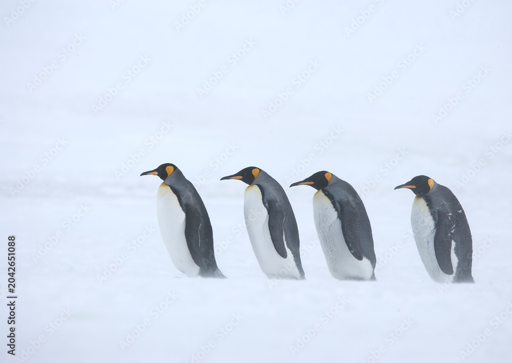 Fototapeta premium King Penguins on South Georgia Island