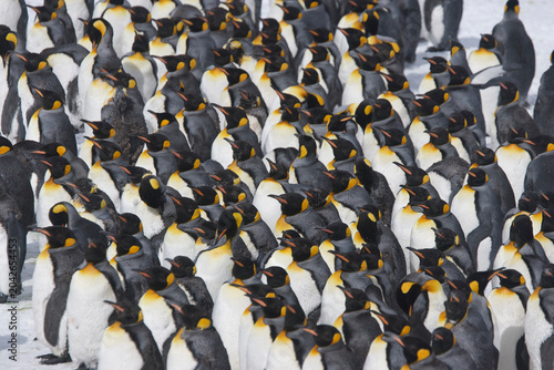 Bild auf Leinwand King Penguins on South Georgia Island