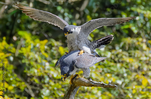 Canvastavla 二月の終わりに交尾するハヤブサ(Peregrine Falcon)