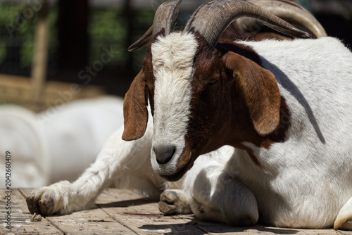 Foto A male Boer goat (Capra aegagrus hircus) at rest during the heat of a hot summer day