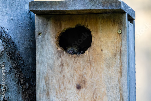Eastern gray squirrel peeking from nesting box entrance in spring