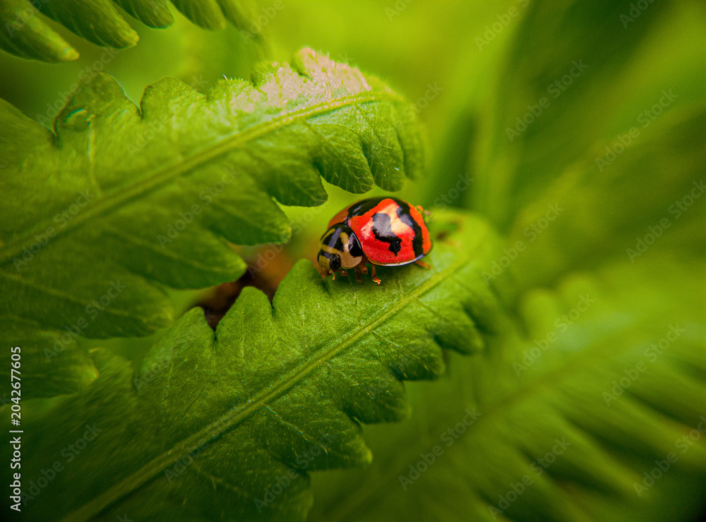 Fototapeta premium ladybug on green leaf