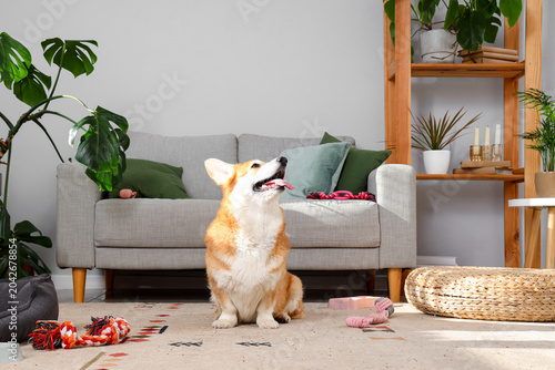 Fotografie Happy welsh corgi pembroke dog sitting in a bright modern living room with house