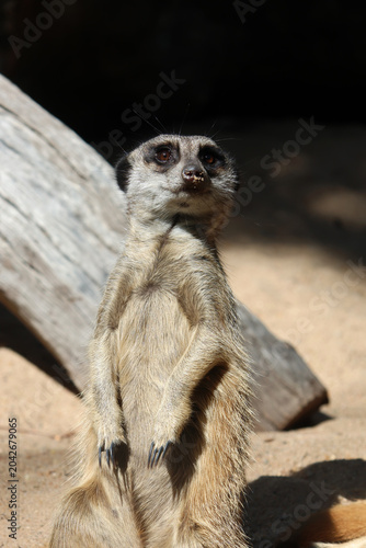 A curious meerkat standing upright on its hind legs while keeping watch on sandy ground