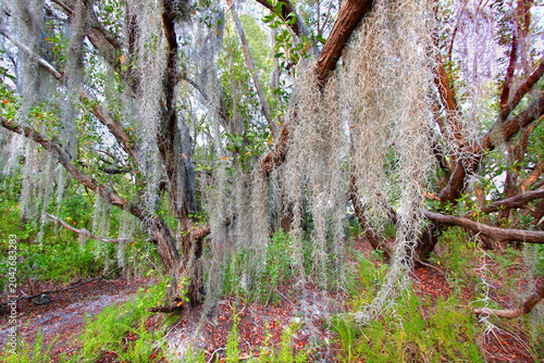Spanish moss sways in the breeze along the Coastal Prairie Trail of Everglades National Park