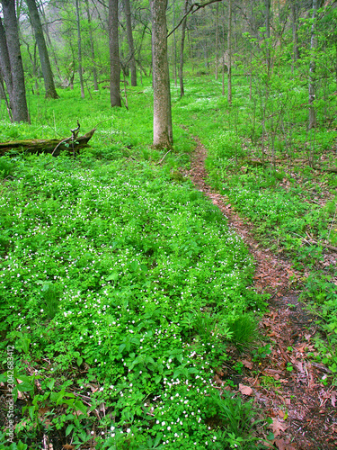 Apple River Canyon State Park Illinois