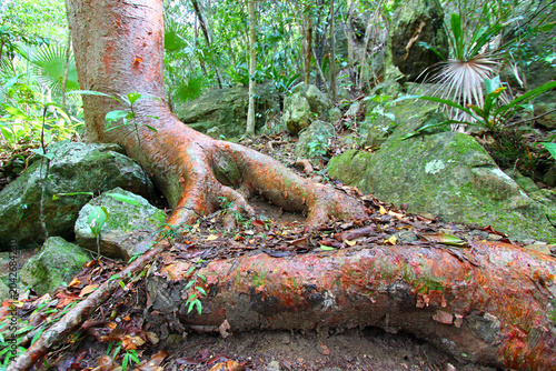Virgin Islands National Park Forest Landscape