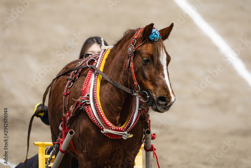 Photos わくや桜まつりの東北輓馬競技大会 の輓馬