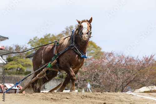 Photos わくや桜まつりの東北輓馬競技大会 障害を超える輓馬