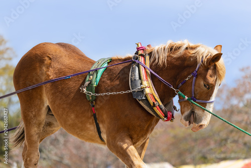 Foto わくや桜まつりの東北輓馬競技大会 の美しい尾花栗毛の輓馬