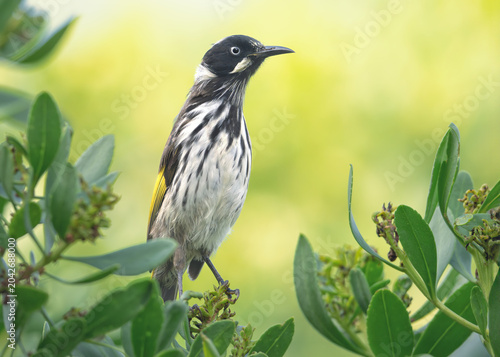 A wild New Holland honeyeater (Phylidonyris novaehollandiae) perching on a hedge with warm, out of focus background, Australia 