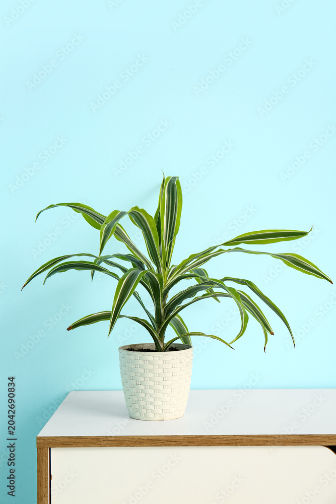 Naklejka premium Green houseplant on shelf near blue wall