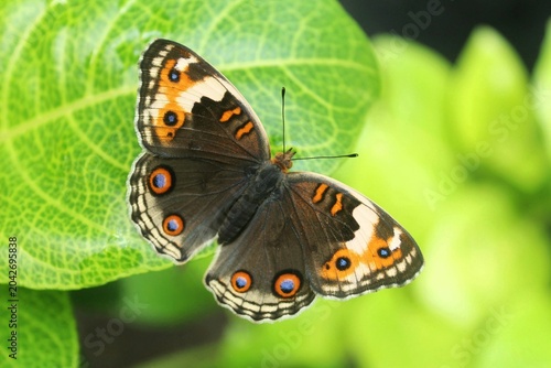 Bild auf Leinwand Butterfly perching on the leaf