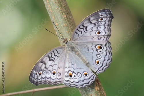 Bild auf Leinwand Butterfly perching on the branch