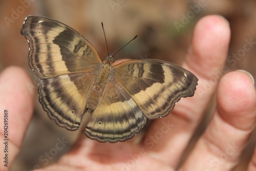 Bild auf Leinwand Butterflies perching on human fingers