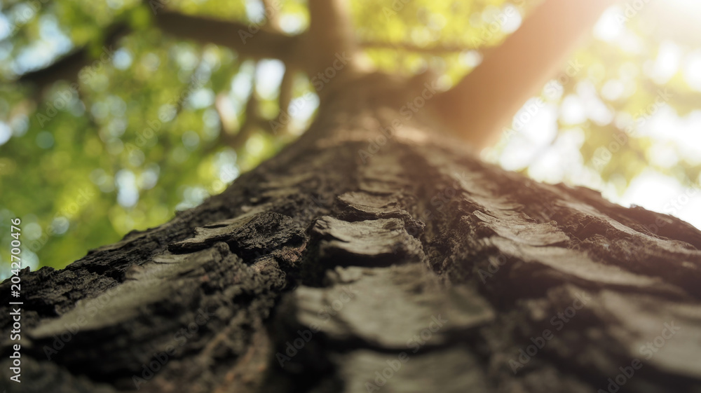 Fototapeta premium Tree trunk with rugged bark and sunlit leaves in background natural outdoor scenery with lush greenery