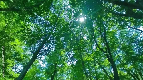 緑の森　太陽光