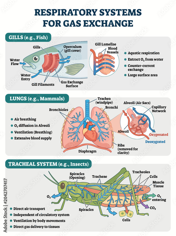 Naklejka premium Educational infographic showing respiratory systems for gas exchange in fish mammals and insects with detailed diagrams