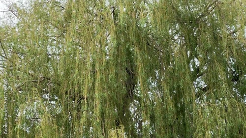 Weeping willow tree branches with green hanging leaves