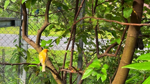 A bright yellow bird perches peacefully on a tree branch