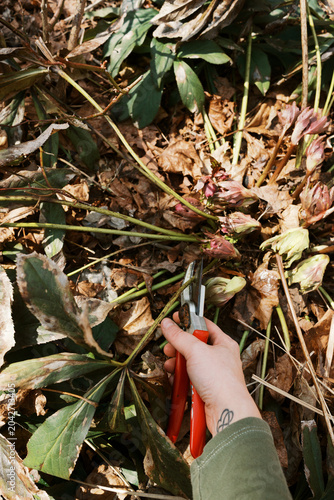 pov of hand and red pruners cutting old leaves of hellebore in spring