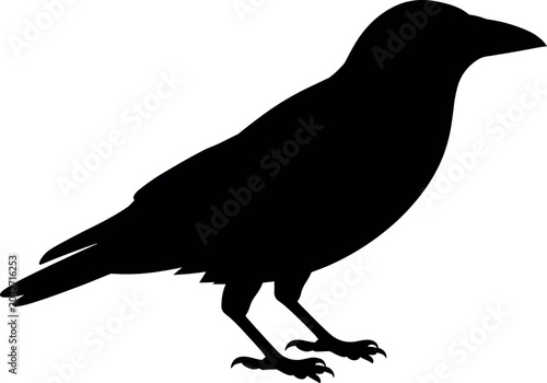 Tableau sur toile Black crow silhouette isolated on white background vector illustration of raven