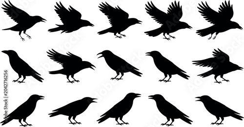 Cuadro en lienzo Black crow and raven silhouettes set featuring wild birds flying, sitting, and croaking in various motion poses for vector design