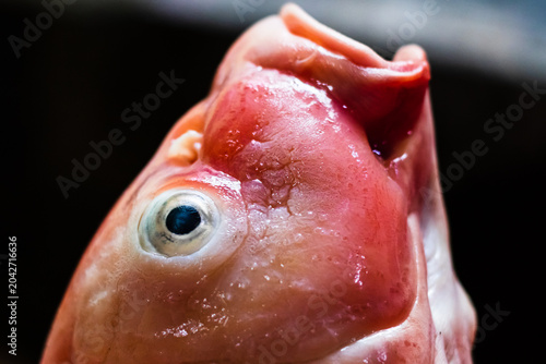 Close up of Dead Koi Fish Fresh for Cooking Raw in Surabaya, Indonesia. Koi Fish, close up.