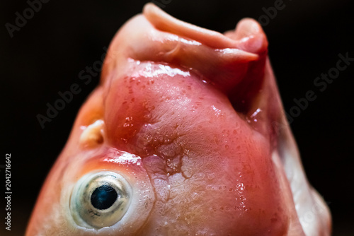 Close up of Dead Koi Fish Fresh for Cooking Raw in Surabaya, Indonesia. Koi Fish, close up.