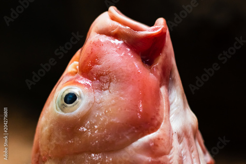 Close up of Dead Koi Fish Fresh for Cooking Raw in Surabaya, Indonesia. Koi Fish, close up.