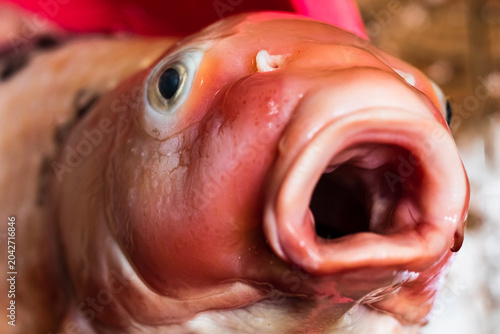 Close up of Dead Koi Fish Fresh for Cooking Raw in Surabaya, Indonesia. Koi Fish, close up.