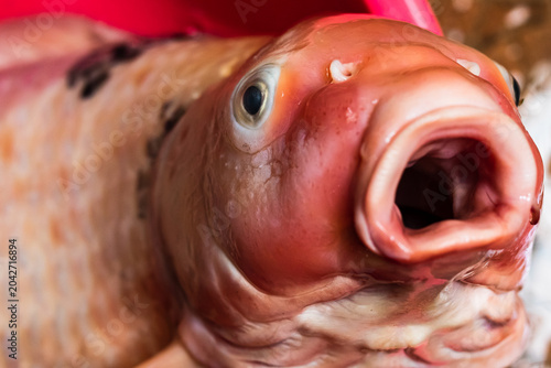 Close up of Dead Koi Fish Fresh for Cooking Raw in Surabaya, Indonesia. Koi Fish, close up.
