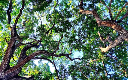 POV top of the tree, Chiangmai Thailand.
