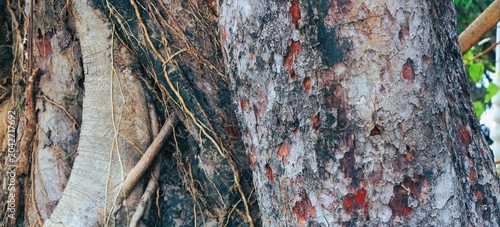 Close Up Texture of Rough Tree Bark and Tangled Aerial Roots, Nature Background